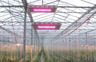 ENELTEC go to agriculture LED lighting market