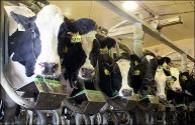 LED lights can increase milk production