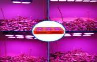 Utilisation de l'usine de l'usine LED élèvent des lumières augmentent le régulateur de croissance