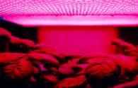 LED rouge pour augmenter la matière végétale